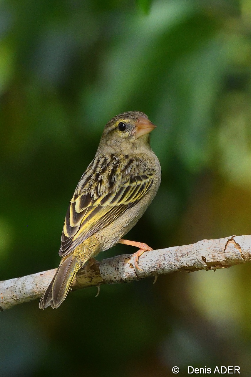 DSC_7594 Foudia madagascariensis Madagascar fody fem_tn.jpg